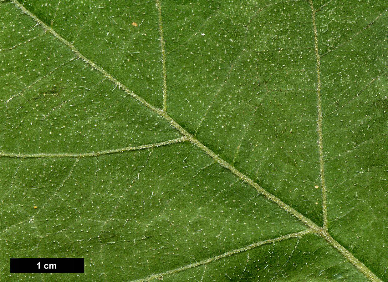 High resolution image: Family: Hydrangeaceae - Genus: Hydrangea - Taxon: longipes - SpeciesSub: var. fulvescens